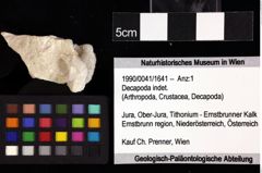 Foto (Objket + Etiketten) von Cracensigillatus acutirostrus (Moericke, 1889) 